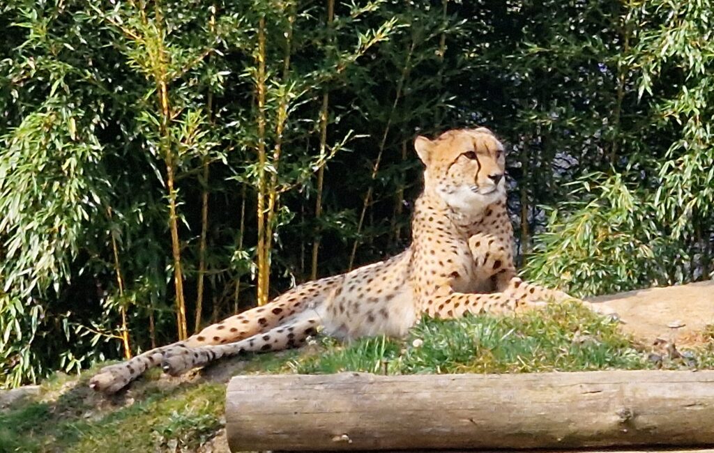 Tierpark Herberstein