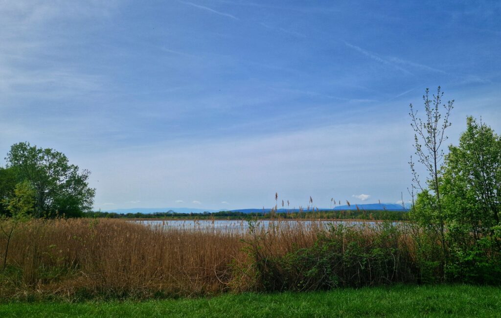 Schönauer See